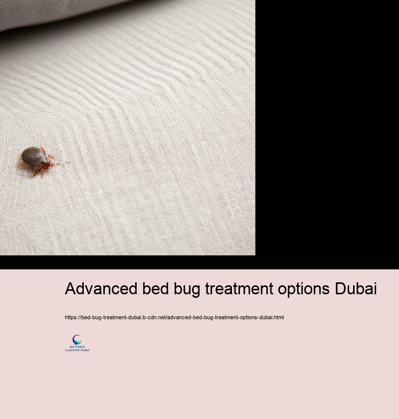 Expert Bed Insect Therapy Choices in Dubai