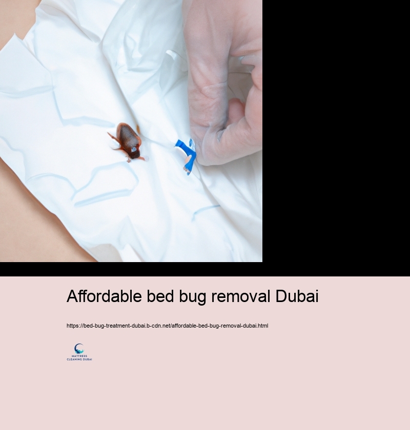 Do It Yourself Bed Insect Control: Reliable Approaches and Risks