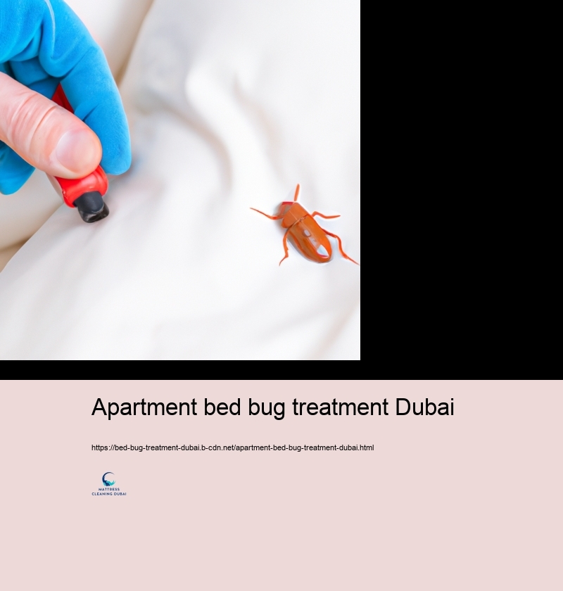 Specialist Bed Insect Treatment Selections in Dubai