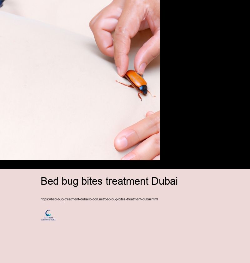 Professional Bed Insect Therapy Selections in Dubai