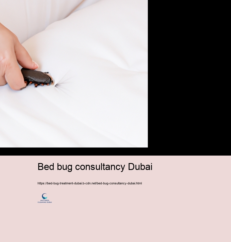 Specialist Bed Insect Therapy Alternatives in Dubai