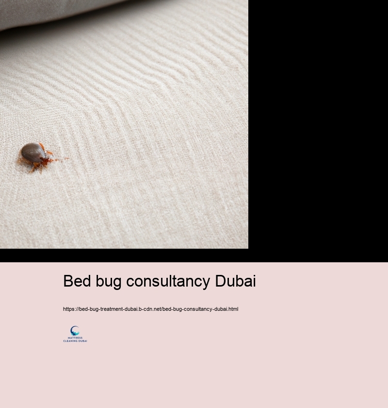 The Duty of Professional Bug Control Solutions in Bed Insect Monitoring