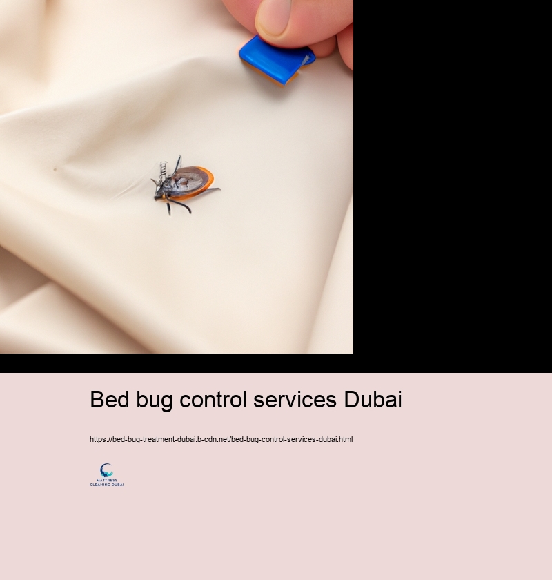 Specialist Bed Insect Treatment Alternatives in Dubai