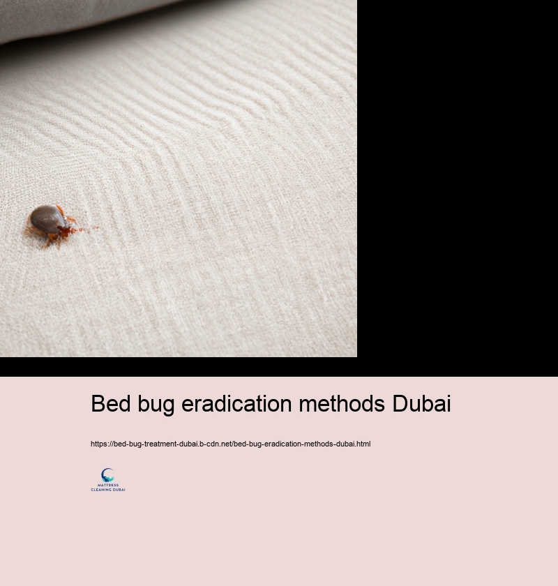 Preventive Measures to Avoid Bed Insect Invasions