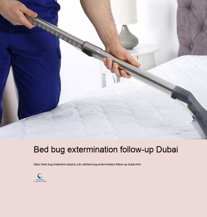 Bed bug extermination follow-up Dubai