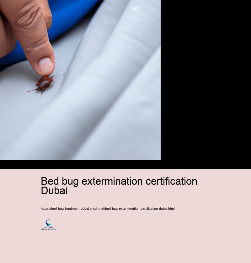 Professional Bed Insect Treatment Alternatives in Dubai