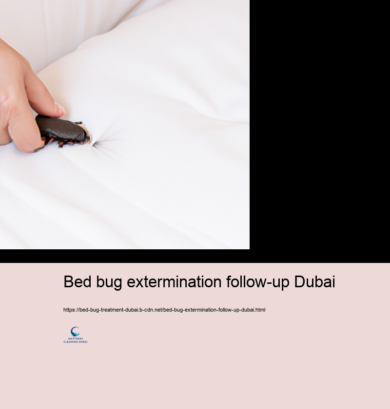 Expert Bed Insect Treatment Alternatives in Dubai