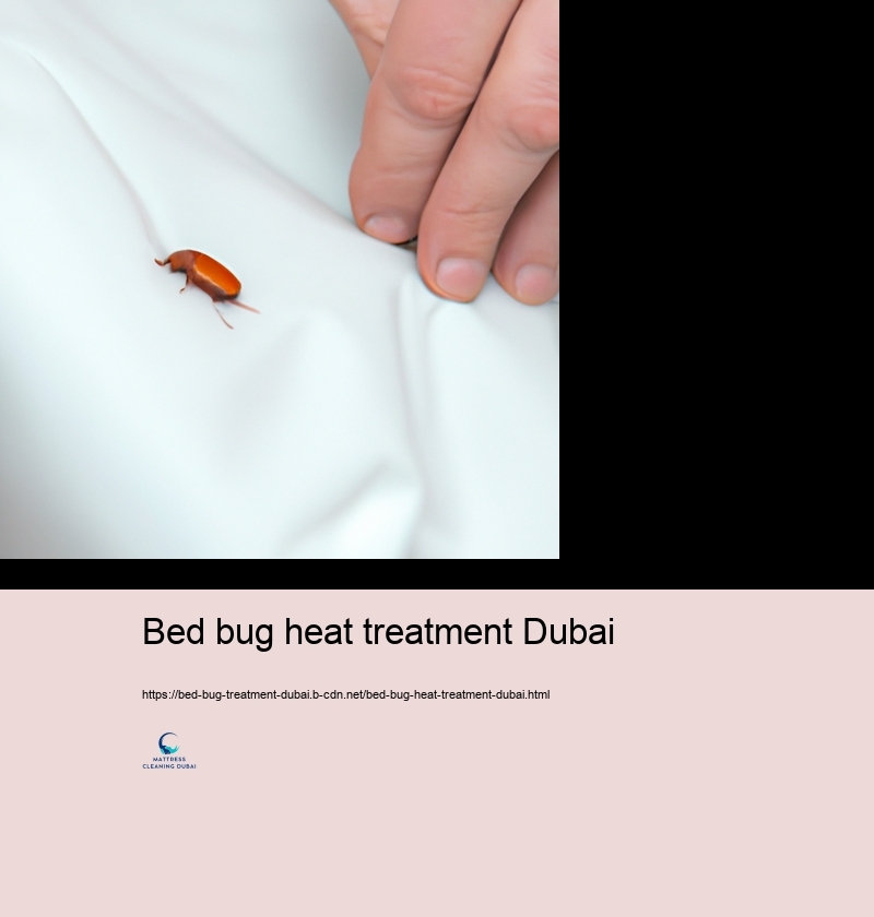 The Duty of Professional Pest Control Provider in Bed Insect Checking