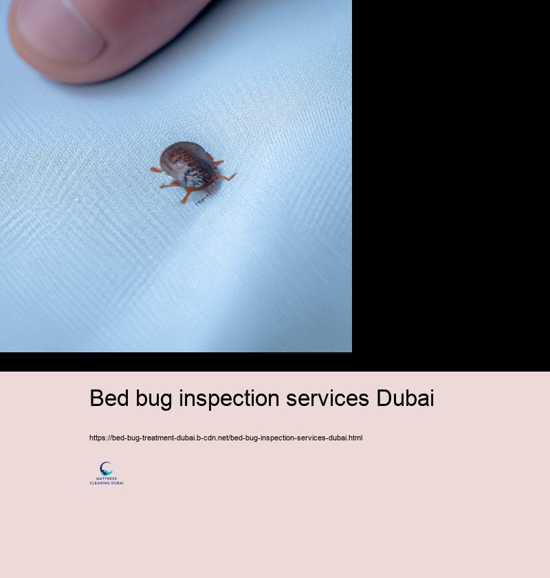 Expert Bed Bug Therapy Options in Dubai