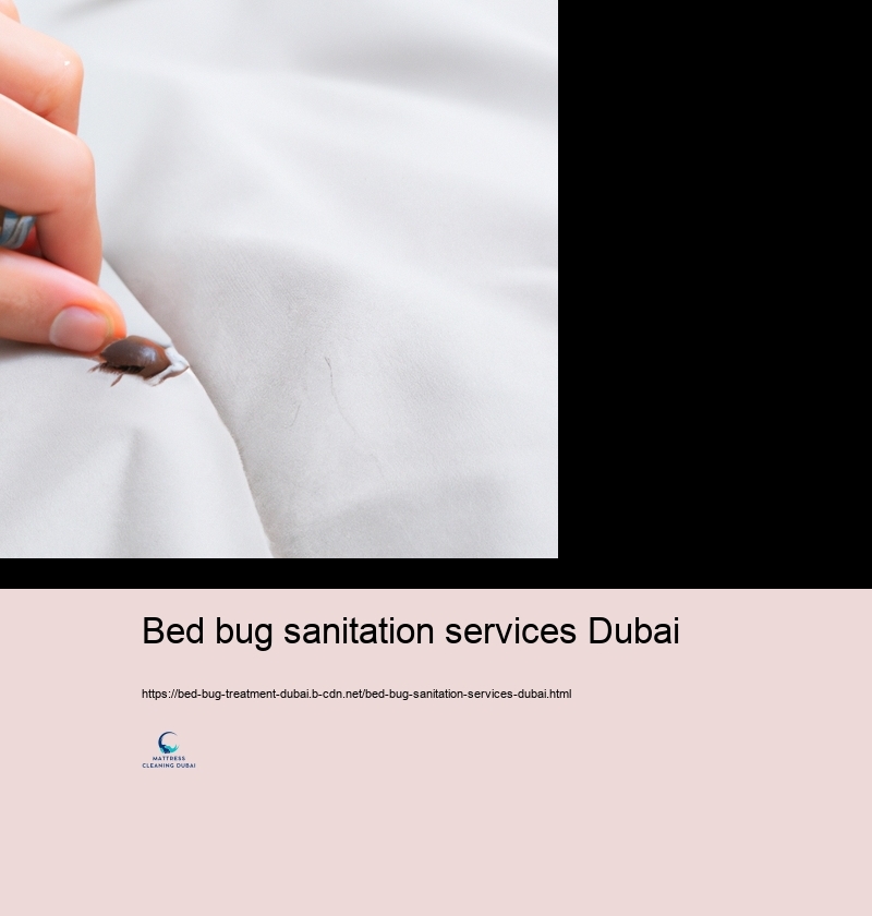 Professional Bed Insect Therapy Selections in Dubai