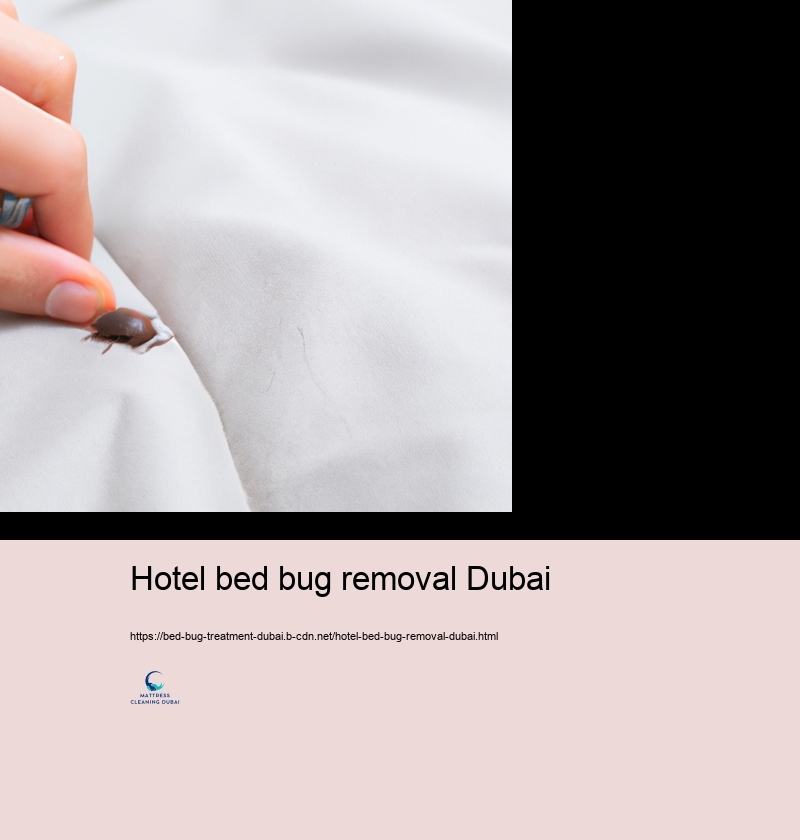 The Obligation of Specialist Insect Control Solutions in Bed Pest Administration