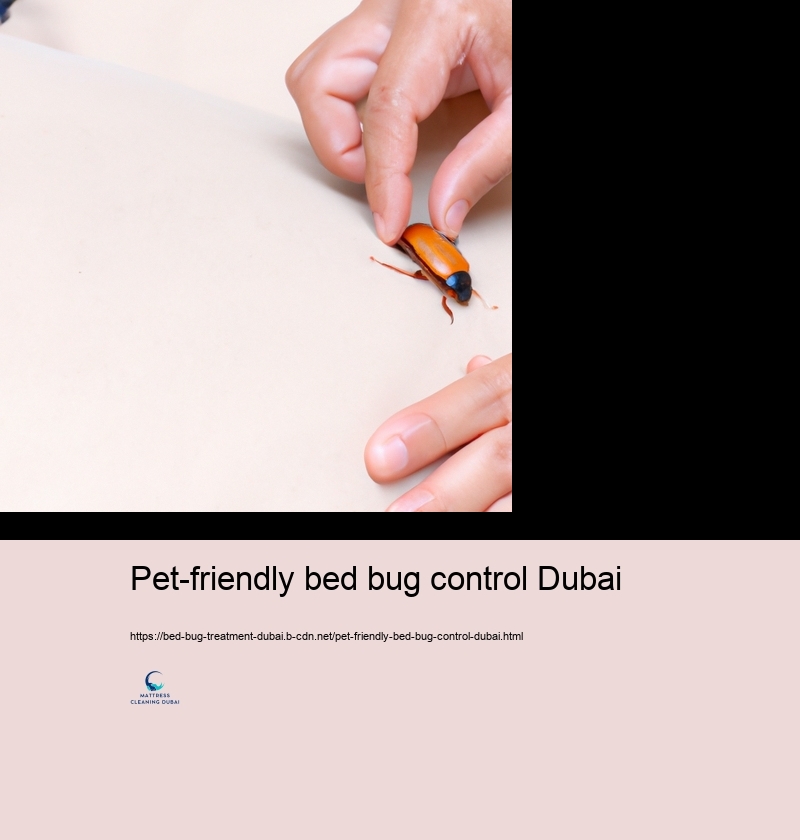 Do It Yourself Bed Pest Control: Efficient Approaches and Risks